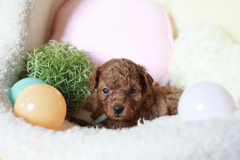 成約済の滋賀県のトイプードル-54729の2枚目