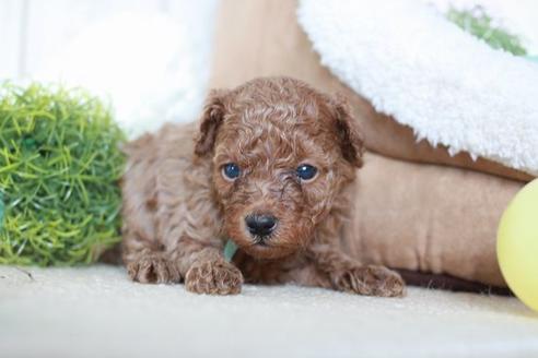 成約済の滋賀県のトイプードル-54729の1枚目