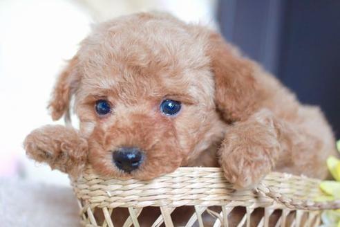 成約済の滋賀県のトイプードル-54730