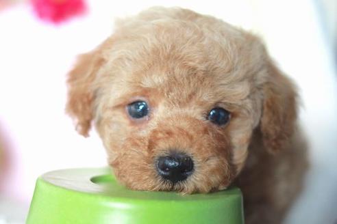 成約済の滋賀県のトイプードル-54730の5枚目