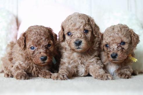 成約済の滋賀県のトイプードル-54730の4枚目