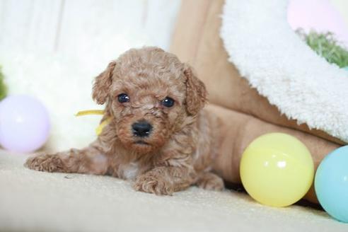 成約済の滋賀県のトイプードル-54730の3枚目
