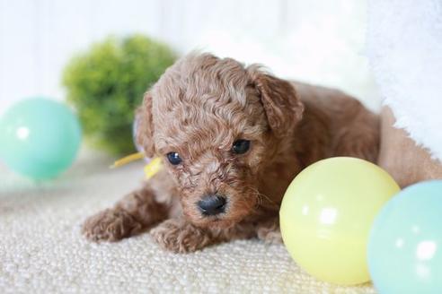 成約済の滋賀県のトイプードル-54730の2枚目