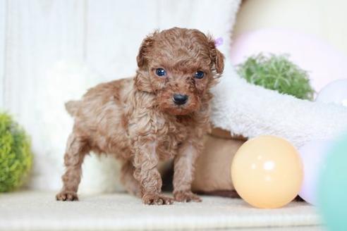 成約済の滋賀県のトイプードル-54725の3枚目