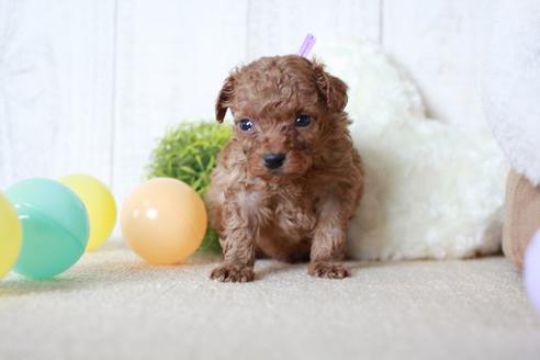 成約済の滋賀県のトイプードル-54725の2枚目