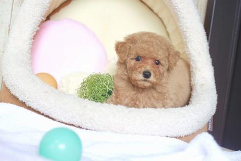 成約済の滋賀県のトイプードル-53190の1枚目