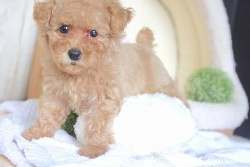 成約済の滋賀県のトイプードル-53190の5枚目