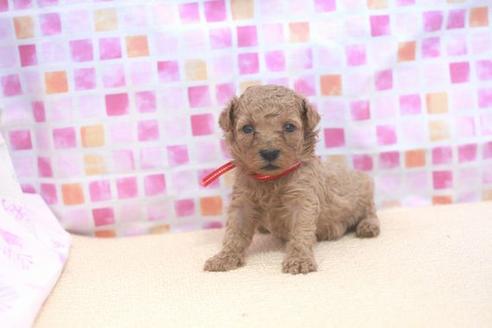 成約済の滋賀県のトイプードル-53190の3枚目