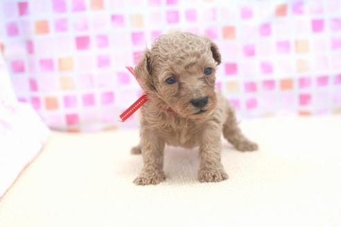 成約済の滋賀県のトイプードル-53190の2枚目