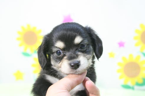 成約済の京都府のチワックス:チワワ×ミニチュアダックスフンド-56589の1枚目