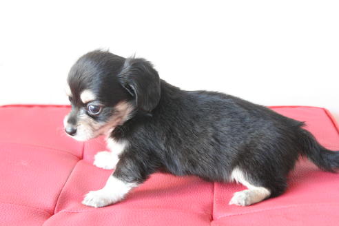 成約済の京都府のチワックス:チワワ×ミニチュアダックスフンド-56589の4枚目