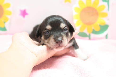 成約済の京都府のチワックス:チワワ×ミニチュアダックスフンド-56589の3枚目