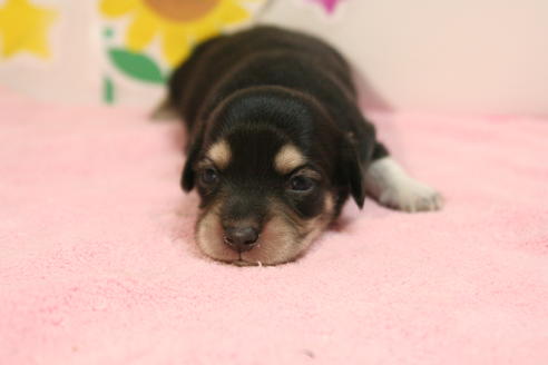 成約済の京都府のチワックス:チワワ×ミニチュアダックスフンド-56589の2枚目