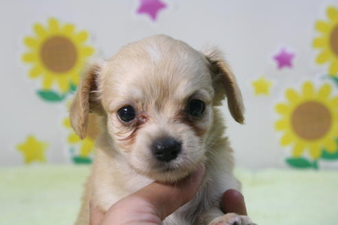 成約済の京都府のチワックス:チワワ×ミニチュアダックスフンド-56590の1枚目