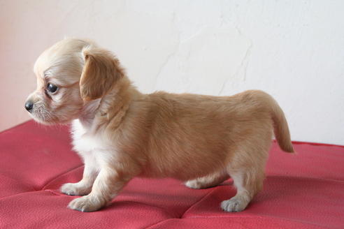 成約済の京都府のチワックス:チワワ×ミニチュアダックスフンド-56590の3枚目