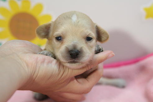 成約済の京都府のチワックス:チワワ×ミニチュアダックスフンド-56590の2枚目