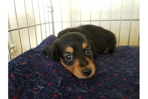 成約済の愛知県のカニンヘンダックスフンド(ロングヘアード)-55887の3枚目