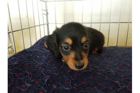 成約済の愛知県のカニンヘンダックスフンド(ロングヘアード)-55887の2枚目