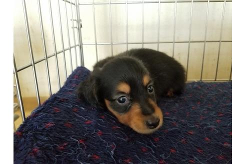 成約済の愛知県のカニンヘンダックスフンド(ロングヘアード)-55887の1枚目