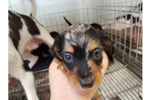 成約済の愛知県のカニンヘンダックスフンド(ロングヘアード)-55886の4枚目