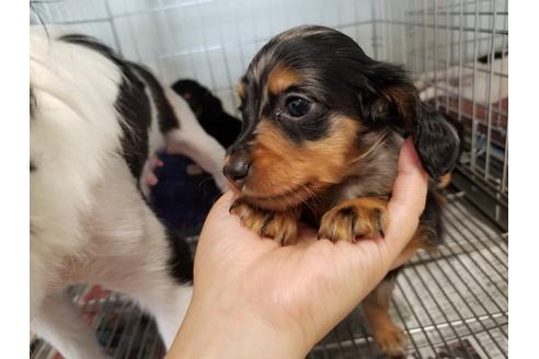 成約済の愛知県のカニンヘンダックスフンド(ロングヘアード)-55886の2枚目