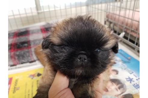 成約済の愛知県のペキニーズ-55447の1枚目