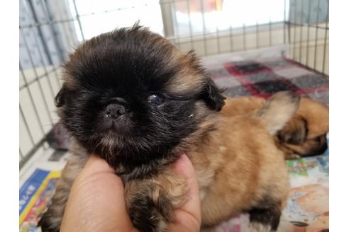 成約済の愛知県のペキニーズ-55447の3枚目