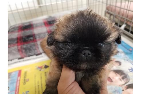 成約済の愛知県のペキニーズ-55447の2枚目