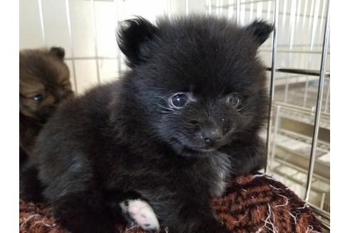 成約済の愛知県のポメラニアン-55440の1枚目