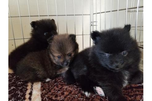 成約済の愛知県のポメラニアン-55440の2枚目