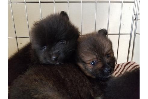 成約済の愛知県のポメラニアン-55439の1枚目