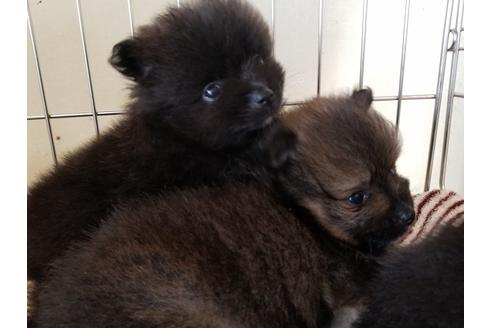 成約済の愛知県のポメラニアン-55439の3枚目