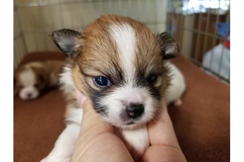 成約済の愛知県のミックス犬-56607