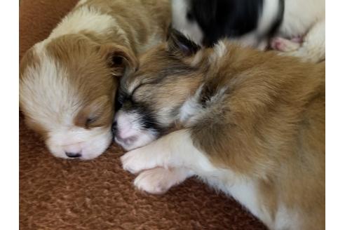 成約済の愛知県のミックス犬-56607の5枚目