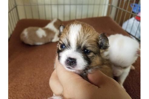 成約済の愛知県のミックス犬-56607の4枚目