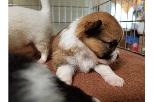 成約済の愛知県のミックス犬-56607の2枚目