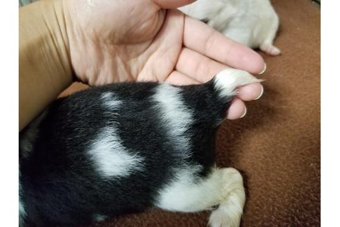 成約済の愛知県の狆 (チン)-56609の4枚目