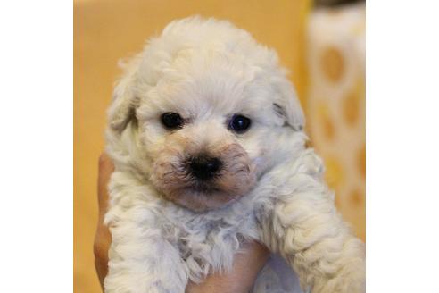 成約済の愛知県のトイプードル-55450の21枚目