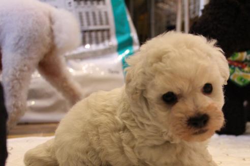 成約済の愛知県のトイプードル-55450の20枚目