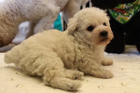 成約済の愛知県のトイプードル-55450の19枚目