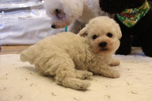 成約済の愛知県のトイプードル-55450の18枚目