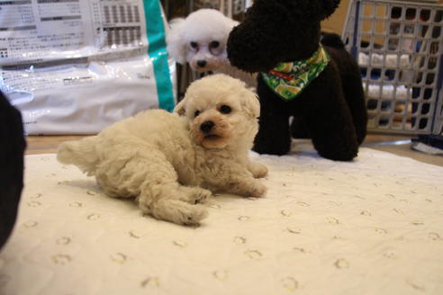 成約済の愛知県のトイプードル-55450の17枚目