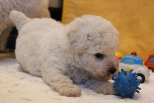 成約済の愛知県のトイプードル-55450の16枚目