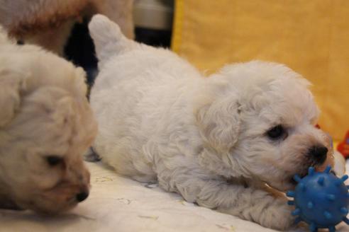 成約済の愛知県のトイプードル-55450の15枚目