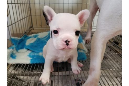 成約済の愛知県のフレンチブルドッグ-56610の1枚目