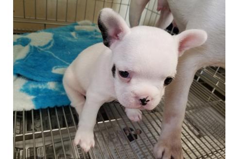 成約済の愛知県のフレンチブルドッグ-56610の5枚目