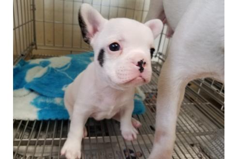 成約済の愛知県のフレンチブルドッグ-56610の4枚目