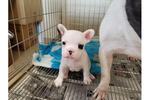 成約済の愛知県のフレンチブルドッグ-56610の3枚目