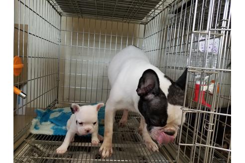 成約済の愛知県のフレンチブルドッグ-56610の2枚目