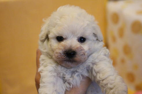 成約済の愛知県のトイプードル-55450の14枚目